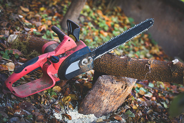 How Our Tree Care Process Works  in  Meadow Lake, NM