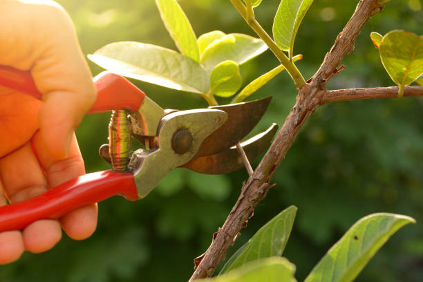 Best Root Management and Removal  in Meadow Lake, NM